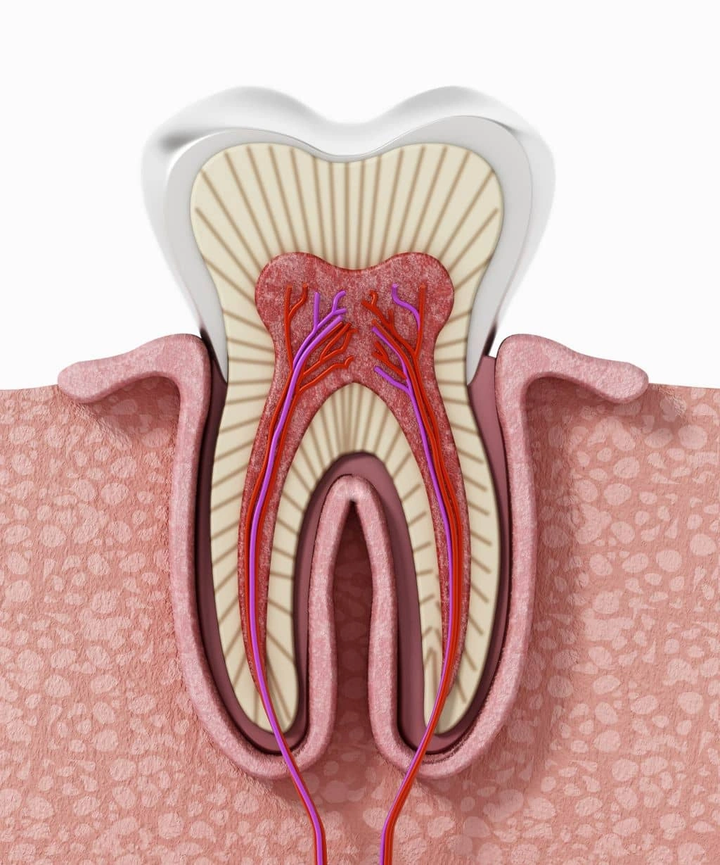 Root Canal Treatment in Coquitlam, BC